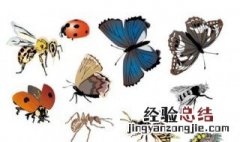 昆虫备忘录怎么写 这些途径都是可以选择的