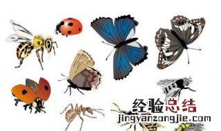 昆虫备忘录怎么写 这些途径都是可以选择的