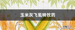 玉米灰飞虱特效药图片 玉米灰飞虱特效药