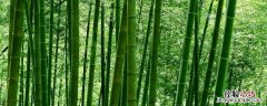 竹子象征什么职业的人作文 竹子象征什么职业