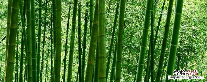 竹子象征什么职业的人作文 竹子象征什么职业