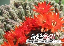 白檀仙人掌怎么养 白檀仙人掌养殖方法技巧