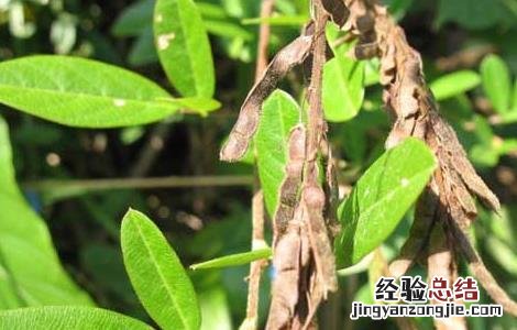 铁线草的功效与作用及食用方法 铁线草的功效与作用