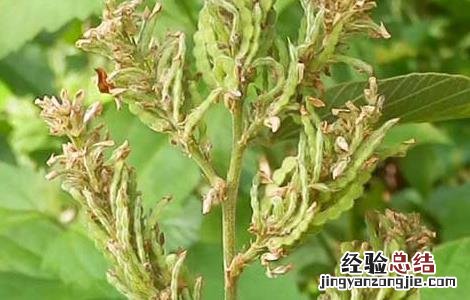 铁线草的功效与作用及食用方法 铁线草的功效与作用