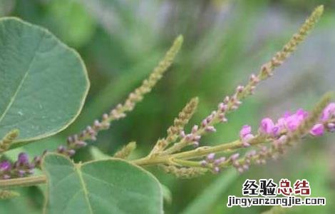 铁线草的功效与作用及食用方法 铁线草的功效与作用