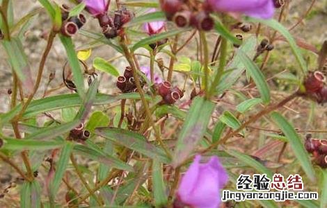 天香炉的功效与作用 天香炉的功效与作用