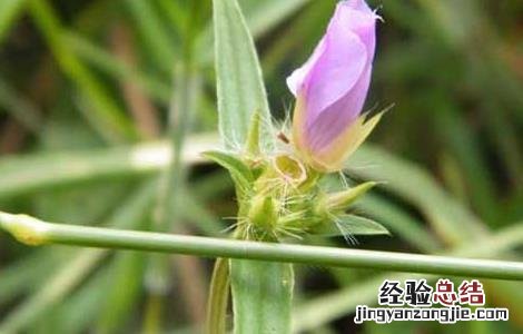 天香炉的功效与作用 天香炉的功效与作用