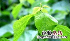 桑叶面膜的功效和作用及禁忌 桑叶面膜的功效和作用