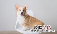狂犬病的潜伏期是多久 关于狂犬病的潜伏期介绍