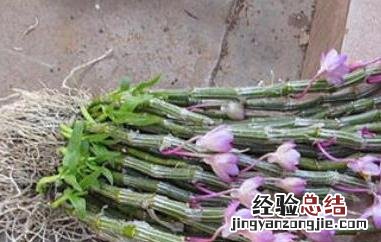 玫瑰石斛的功效与作用 玫瑰石斛怎么吃