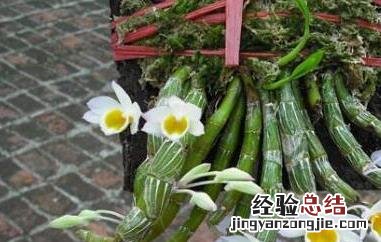 玫瑰石斛的功效与作用 玫瑰石斛怎么吃