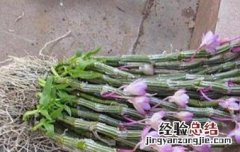 玫瑰石斛的功效与作用 玫瑰石斛怎么吃