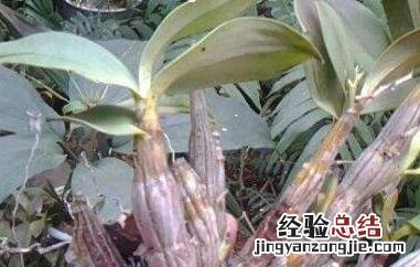 翅梗石斛的种植方法和条件 翅梗石斛的种植方法