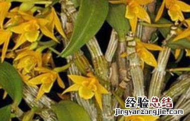 翅梗石斛的种植方法和条件 翅梗石斛的种植方法