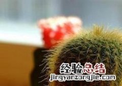 仙人掌浇水浇在根部还是叶子上 仙人掌浇水浇在根部还是叶子上呢