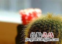 仙人掌浇水浇在根部还是叶子上 仙人掌浇水浇在根部还是叶子上呢