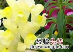金鱼草水养注意事项 金鱼草养殖的注意事项