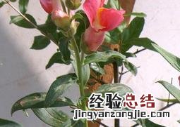 金鱼草的药用价值与功效 金鱼草的功效与作用