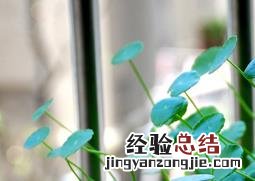 铜钱草的养殖方法与注意事项