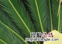 巴西铁如何养 巴西铁的养殖注意事项