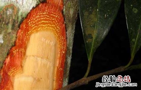 藤黄的功效与作用 藤黄的功效与作用中药查询