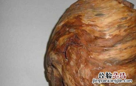 松节的功效与作用禁忌 松节的功效与作用