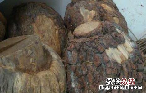 松节的功效与作用禁忌 松节的功效与作用
