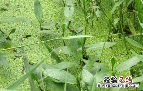 水案板图片功效 水案板的功效与作用