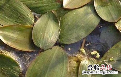 水案板图片功效 水案板的功效与作用