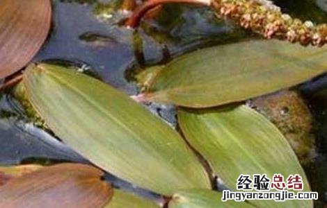 水案板图片功效 水案板的功效与作用