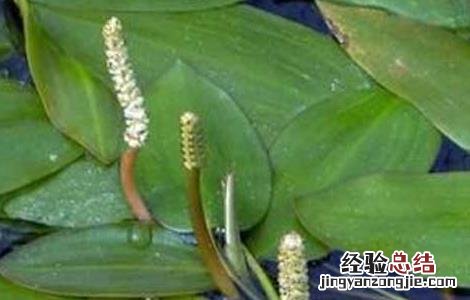 水案板图片功效 水案板的功效与作用
