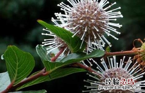 水杨梅根的功效与作用 水杨梅的功效与作用