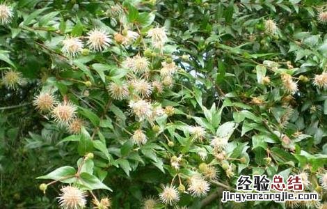 水杨梅根的功效与作用 水杨梅的功效与作用