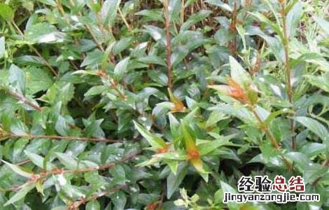 水杨梅根的功效与作用 水杨梅的功效与作用
