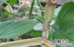 四方藤的功效与作用图片 四方藤的功效与作用