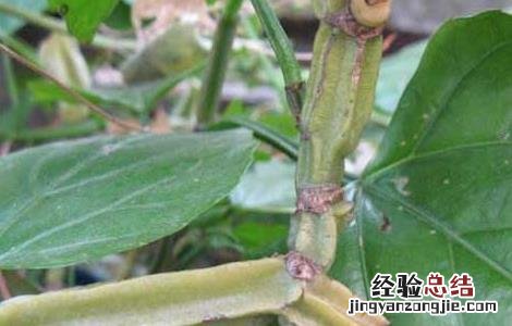 四方藤的功效与作用图片 四方藤的功效与作用