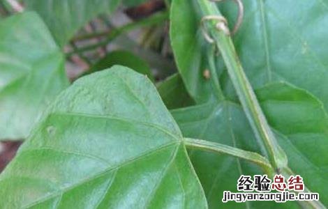 四方藤的功效与作用图片 四方藤的功效与作用