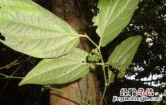 石楠藤的功效与作用 石楠藤的功效与作用本草纲目