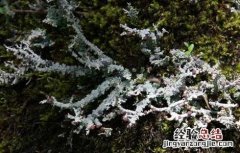 石花的功效与作用,石花的副作用 石花的功效与作用