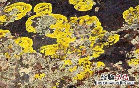 石花的功效与作用,石花的副作用 石花的功效与作用