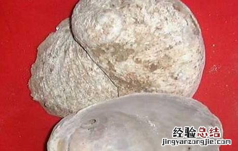 石决明的功效与作用 石决明的功效与作用和副作用