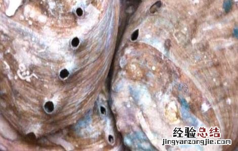 石决明的功效与作用 石决明的功效与作用和副作用