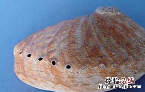 石决明的功效与作用 石决明的功效与作用和副作用