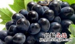 葡萄榨汁要去皮去籽吗要加水吗 葡萄营养成分介绍