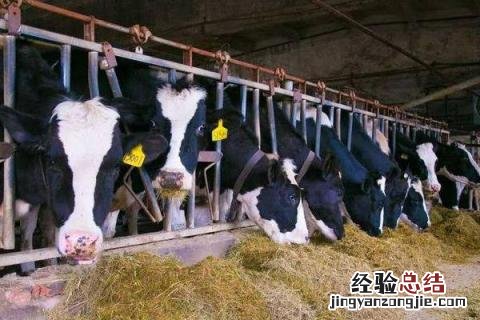 奶牛养殖前景好吗，养殖模式有何变化