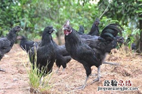 五黑鸡养殖前景怎样,附养殖风险 养殖五黑鸡市场前景