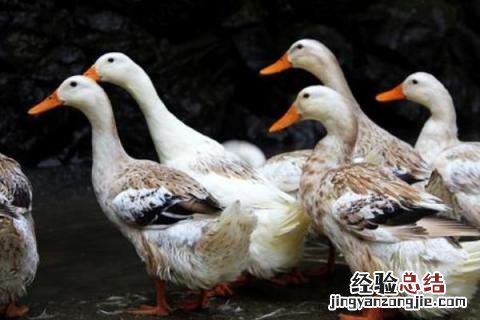 养鸭赚钱吗，利润怎么样 养鸭赚钱吗,利润怎么样算