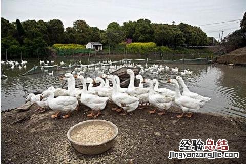 养鸭赚钱吗，利润怎么样 养鸭赚钱吗,利润怎么样算