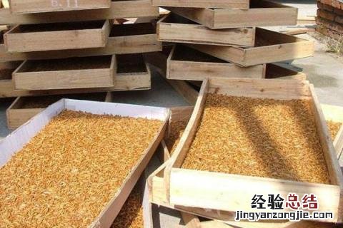 黄粉虫的养殖成本和利润分析 黄粉虫养殖前景,以及利润分析