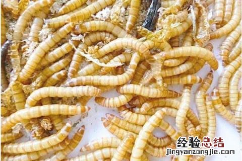 黄粉虫的养殖成本和利润分析 黄粉虫养殖前景,以及利润分析